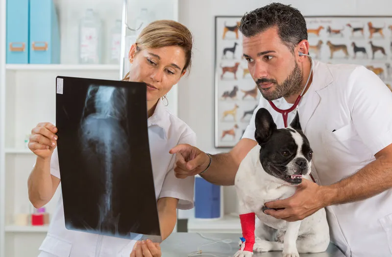 Medisan Sağlık Sistemleri | Veteriner Kliniği Açmak İçin Gerekli Malzemeler